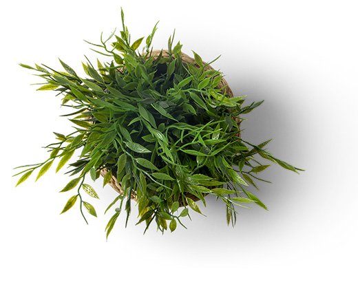 Kwiatek w gabinecie psychologa